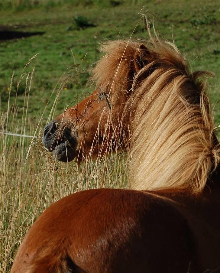 Shetlænder Zafir <3 billede 2