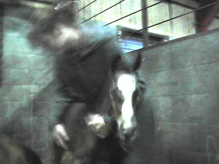 Dansk Varmblod Graversgaards Coulthard billede 10