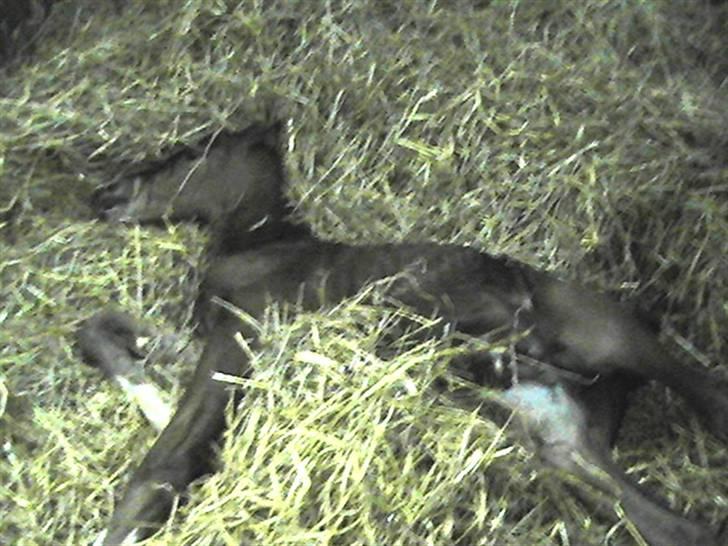 Dansk Varmblod Graversgaards Coulthard - aaarrhh man bliver træt af at blive født billede 11