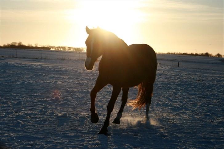 Dansk Varmblod Hjælmsbjergs Primula - I vintervejr... billede 17