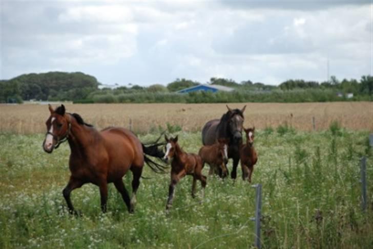 Dansk Varmblod Graversgaards Coulthard billede 13