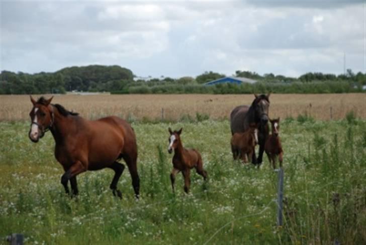 Dansk Varmblod Graversgaards Coulthard billede 14