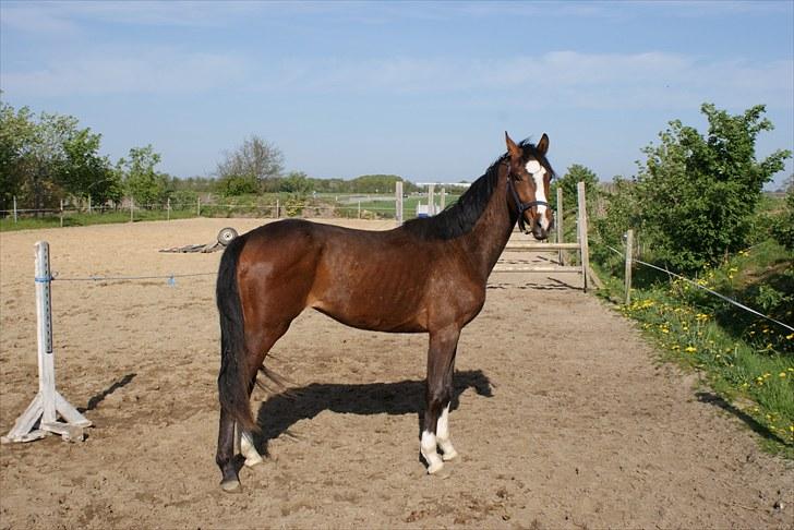 Dansk Varmblod Graversgaards Coulthard billede 15