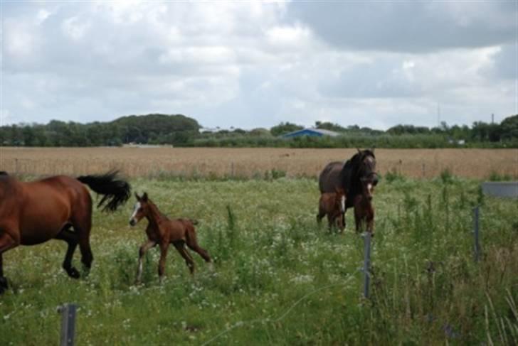 Dansk Varmblod Graversgaards Coulthard - weeee livet er skønt billede 16
