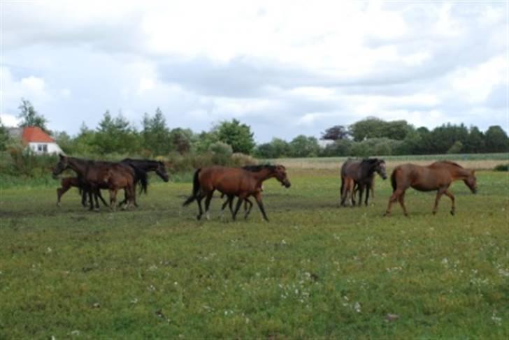Dansk Varmblod Graversgaards Coulthard - mig og min mavesure mor billede 17