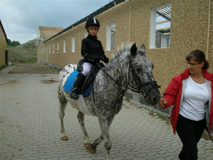 Appaloosa Benno billede 7