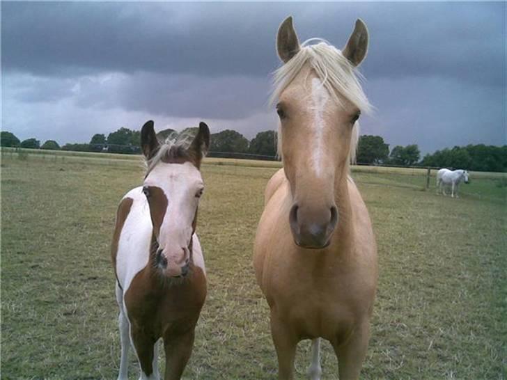 Palomino Brattensborgs BaileySOLGT billede 20