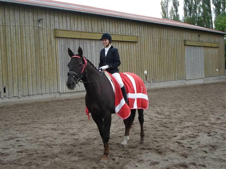 Dansk Varmblod Farary billede 13