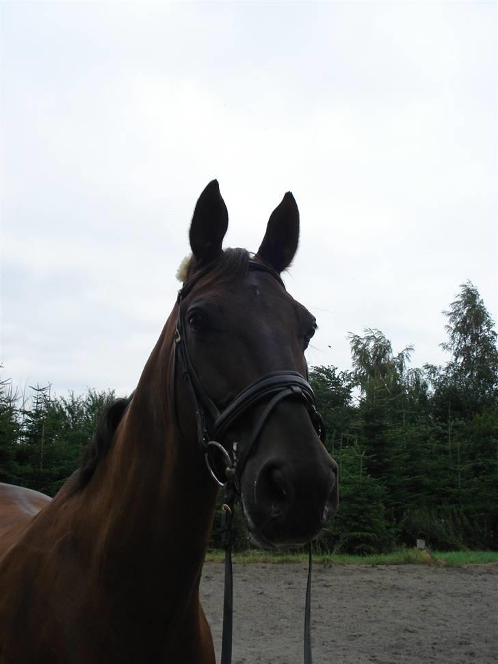 Dansk Varmblod Farary billede 15