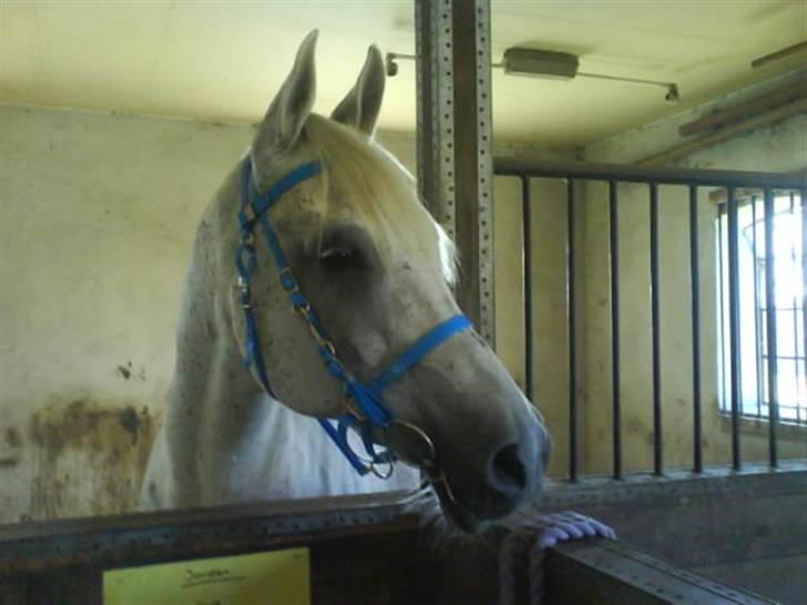 Arabisk fuldblod (OX) IBN Jordan  billede 7