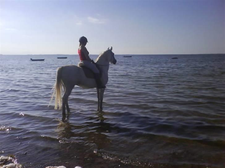 Arabisk fuldblod (OX) IBN Jordan  billede 8