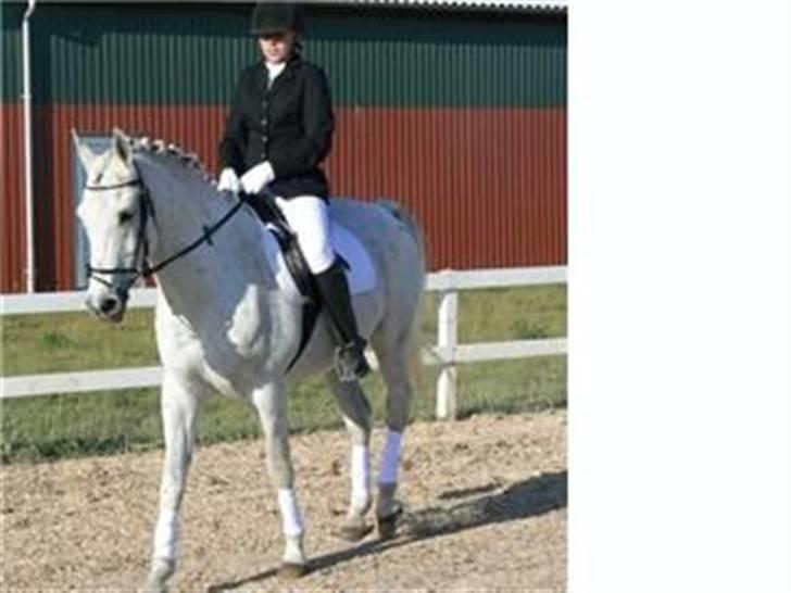 Arabisk fuldblod (OX) IBN Jordan  billede 9