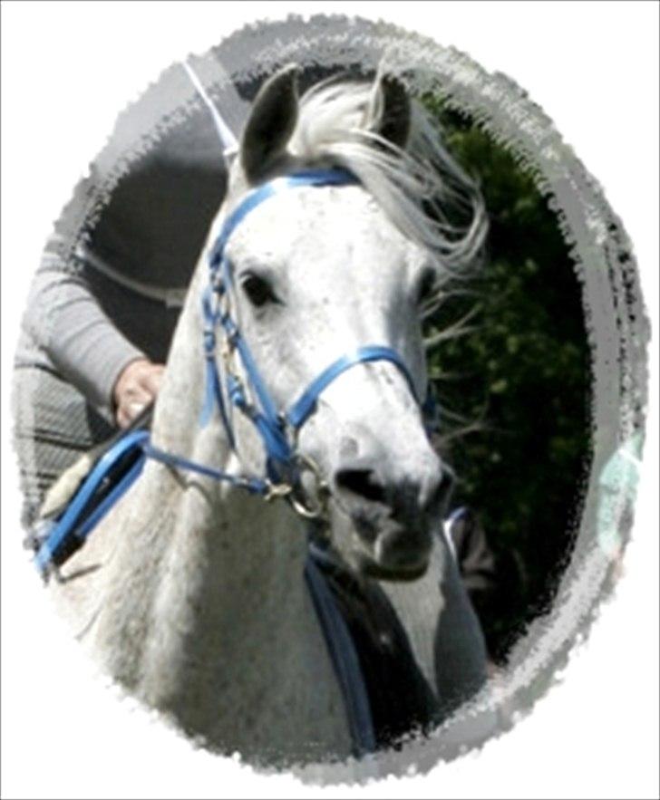 Arabisk fuldblod (OX) IBN Jordan  billede 10