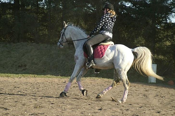 Arabisk fuldblod (OX) Birkeholm's Zajin Celinna billede 13