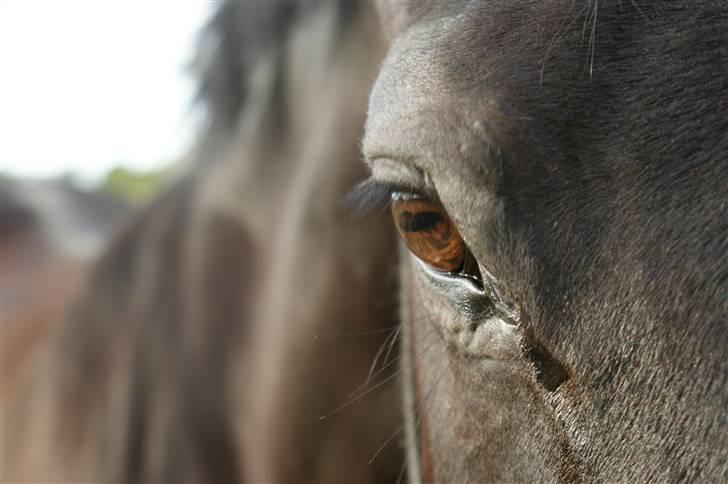 Dansk Varmblod Linka - ER JEG IKKE BARE FOTOGEN  billede 8