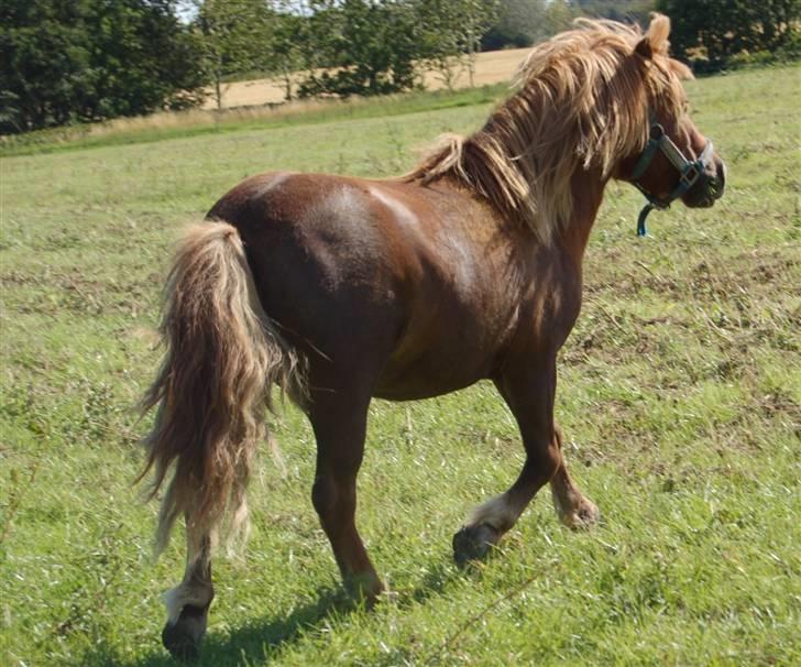 Shetlænder Prins Ballu billede 11