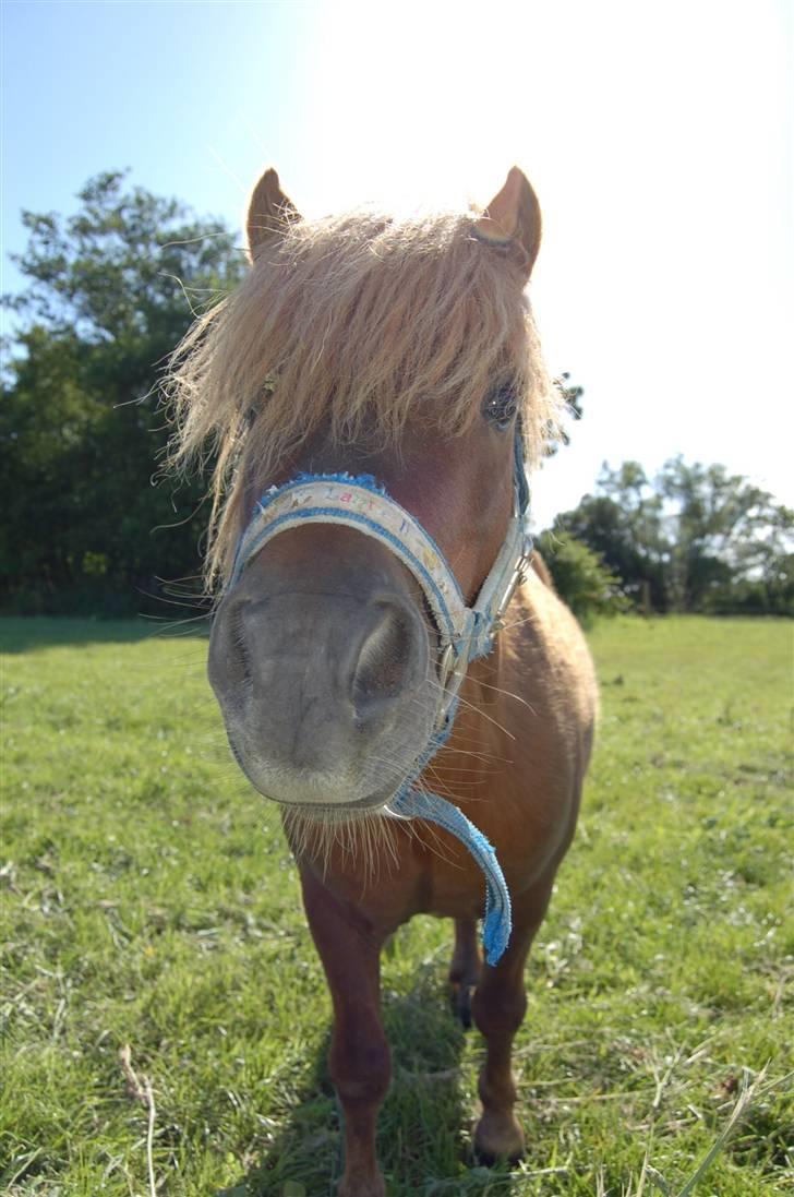 Shetlænder Prins Ballu billede 12