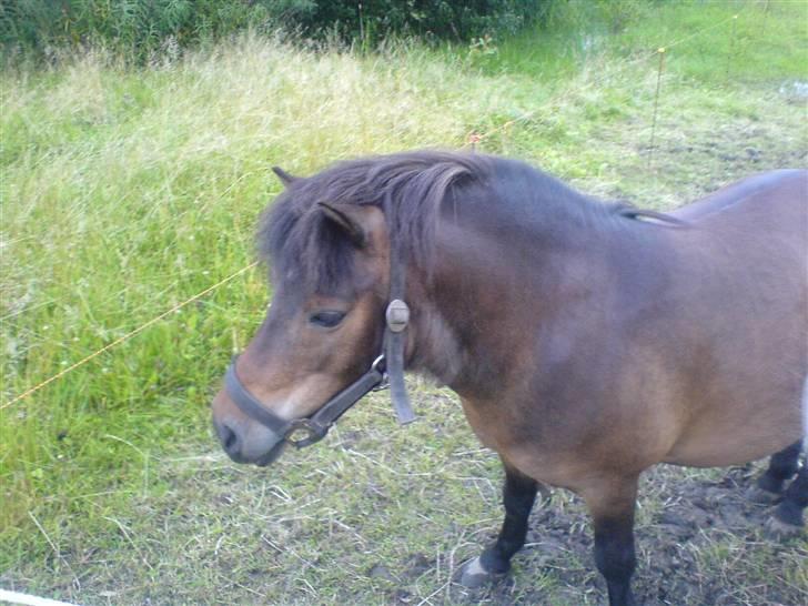 Shetlænder bruno R.I.P - welkommen til bruno´s profil billede 1