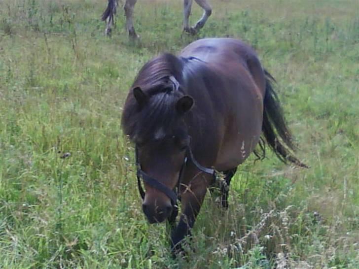 Shetlænder bruno R.I.P - på græs billede 3