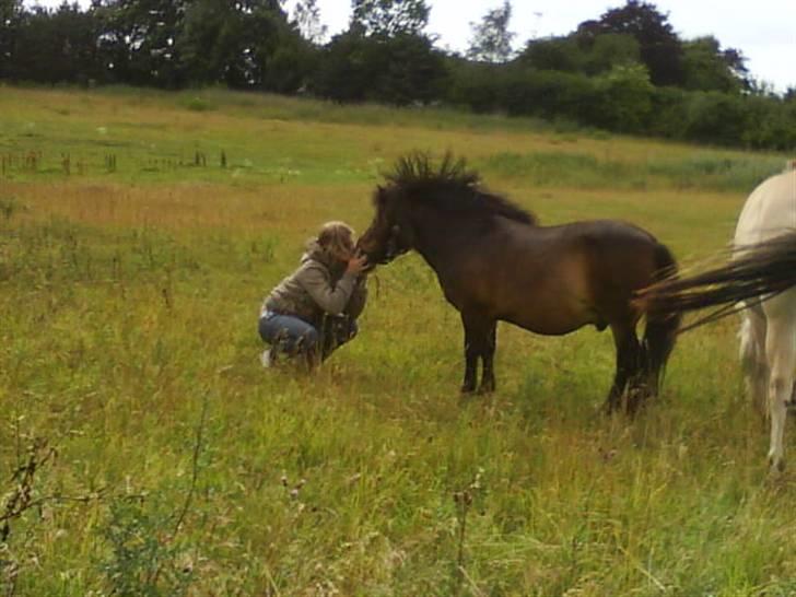 Shetlænder bruno R.I.P - kysse kysse billede 8