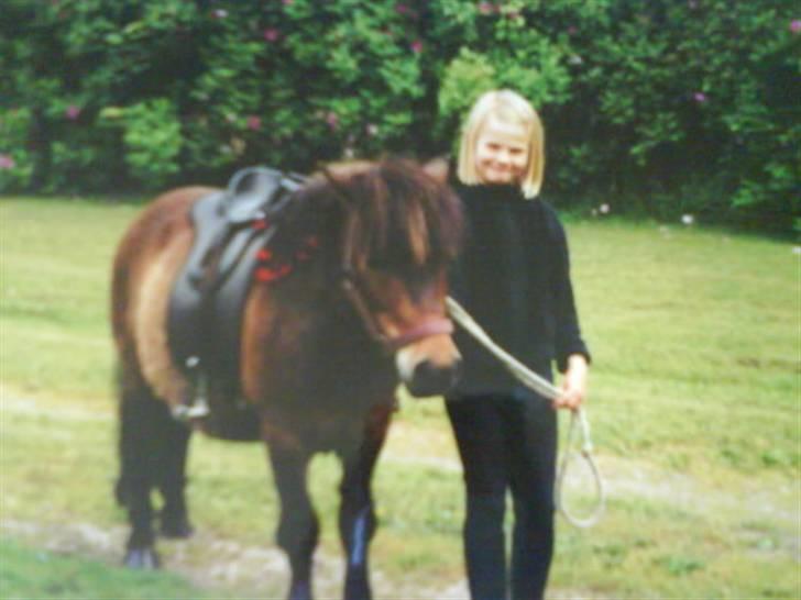 Shetlænder bruno R.I.P - til mit først stævne hvor jeg blev nummer 1 billede 9