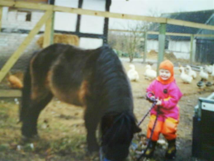 Shetlænder bruno R.I.P - da vi hentede ..mig kun 3 år .. kunne ikk holde ham billede 10