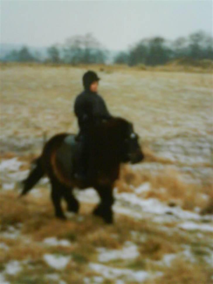 Shetlænder bruno R.I.P - bruno og jeg i fuld galop billede 12