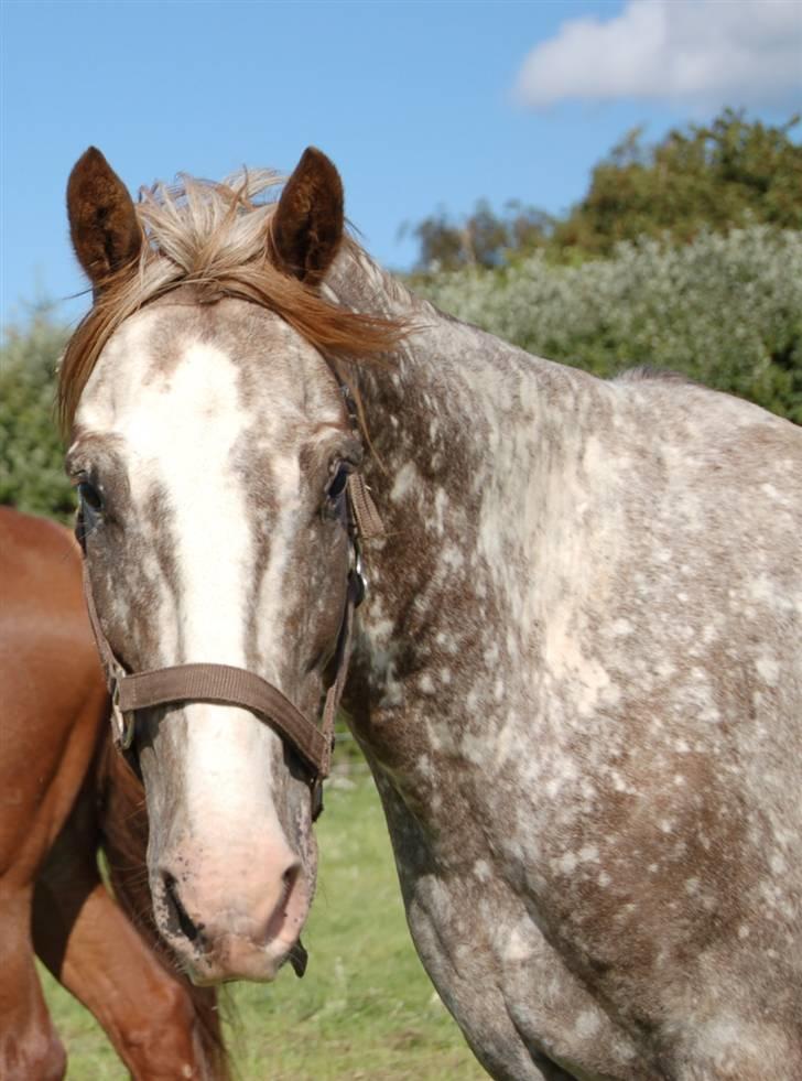 Appaloosa Coco craem billede 14