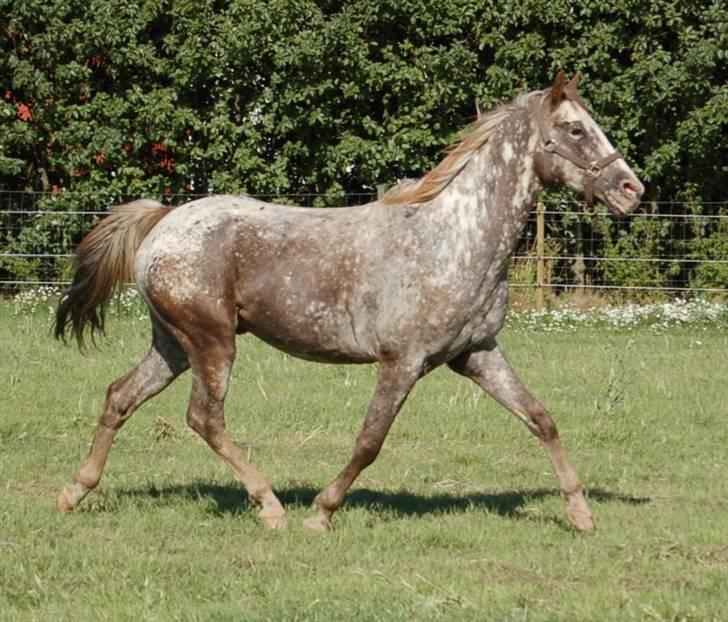 Appaloosa Coco craem billede 15