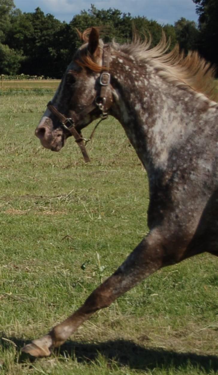 Appaloosa Coco craem billede 16