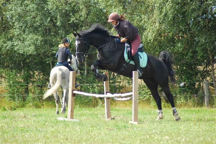 Oldenborg Amadeus - Hyggespringning. Billedet er taget af Annika Mørum. billede 20