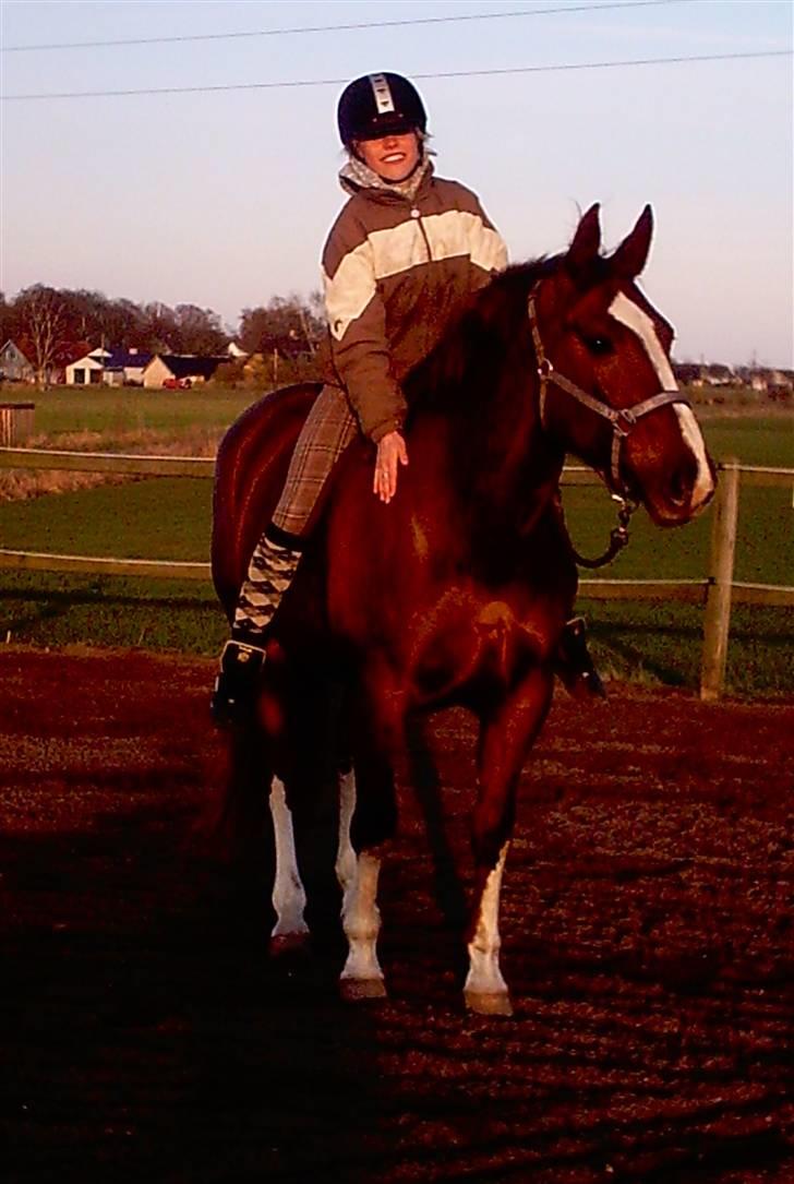 Dansk Varmblod Egely's Lucky Lady billede 13