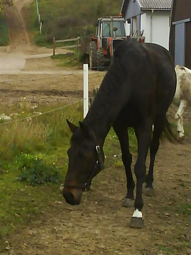 Anglo Araber (AA) Elicia - Elicia på fold sommen med bastian<3 billede 14