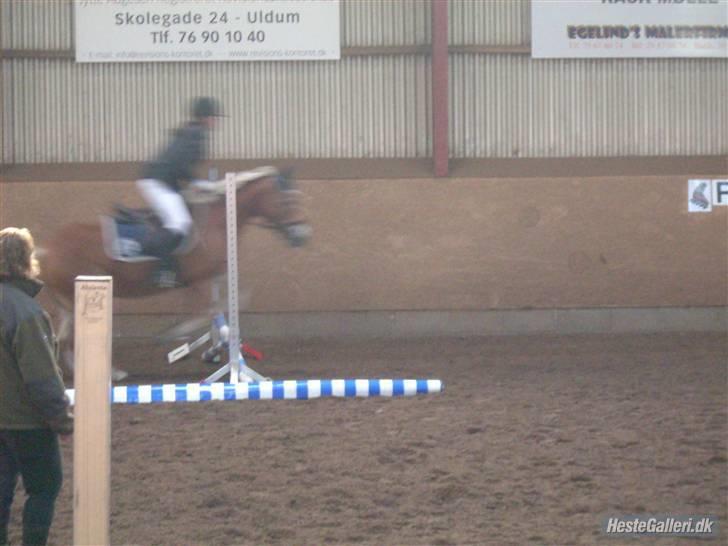 Haflinger Kløvs Wito gammel part:'( billede 19