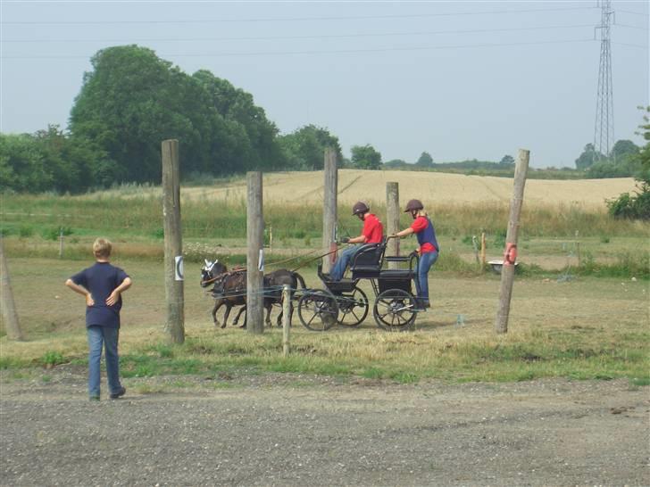 Shetlænder Hans. billede 14