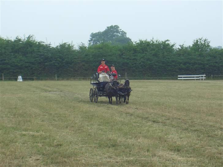 Shetlænder Hans. billede 15