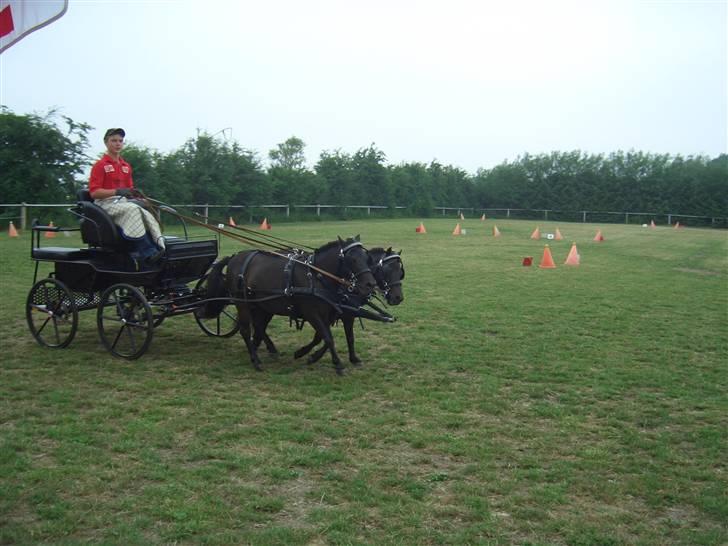 Shetlænder Hans. billede 16