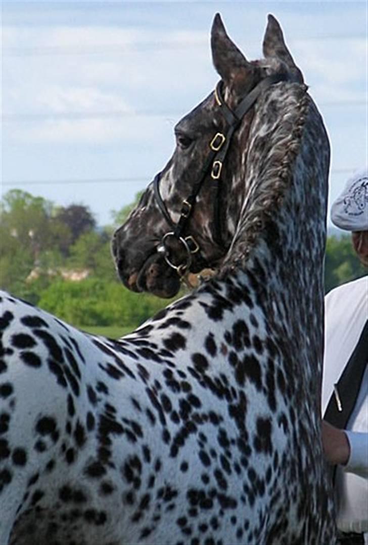 Knabstrupper Søholmgaards Cassiopeia - cassiopeia roskilde dyrskue 2006, hvor hun blev bedste knabstrupper billede 6