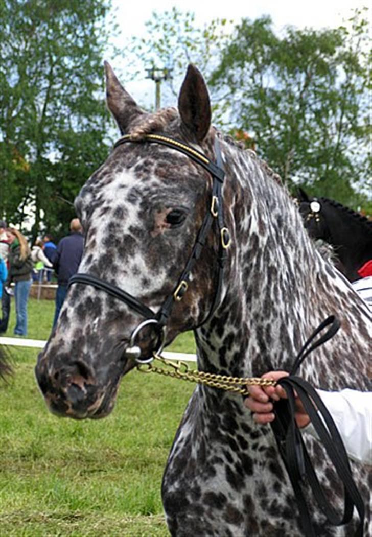 Knabstrupper Søholmgaards Cassiopeia - cassiopeia roskilde dyrskue 2006, hvor hun blev bedste knabstrupper billede 7
