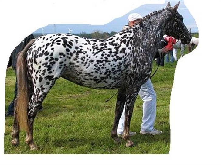 Knabstrupper Søholmgaards Cassiopeia - cassiopeia roskilde dyrskue 2006, hvor hun blev bedste knabstrupper billede 8