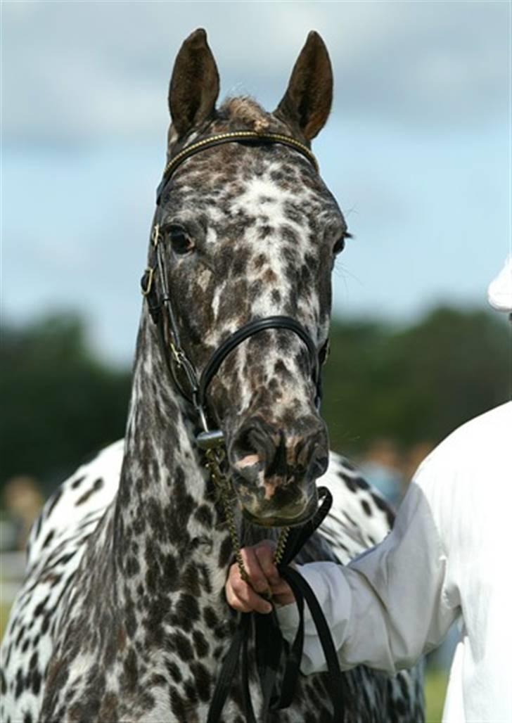 Knabstrupper Søholmgaards Cassiopeia - cassiopeia roskilde dyrskue 2006, hvor hun blev bedste knabstrupper billede 9