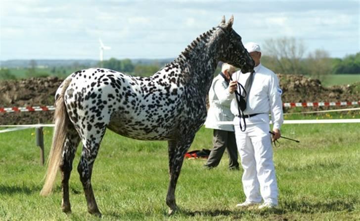 Knabstrupper Søholmgaards Cassiopeia - cassiopeia roskilde dyrskue 2006, hvor hun blev bedste knabstrupper billede 10