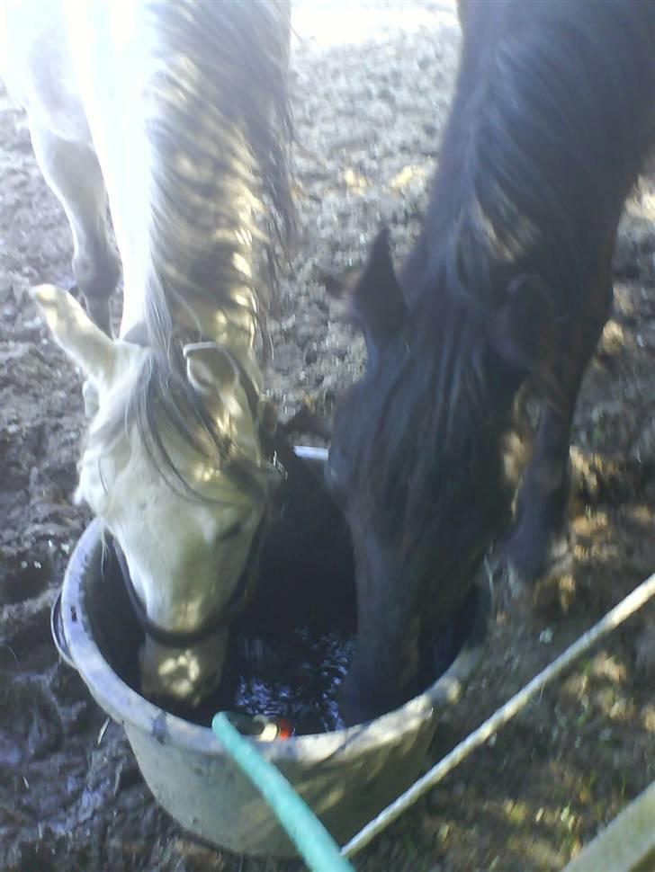Welsh Pony (sec B) Lyngvejens Jack  - Jack og Zantos (er også her inde) på fold :)  billede 12