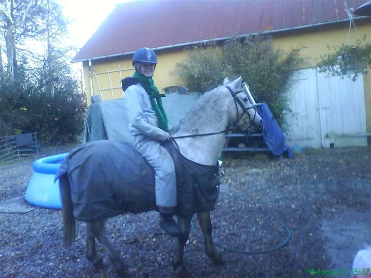 Welsh Pony (sec B) Lyngvejens Jack  - 2008, jeg ved godt at jeg er MEGET stor til ham :) billede 14