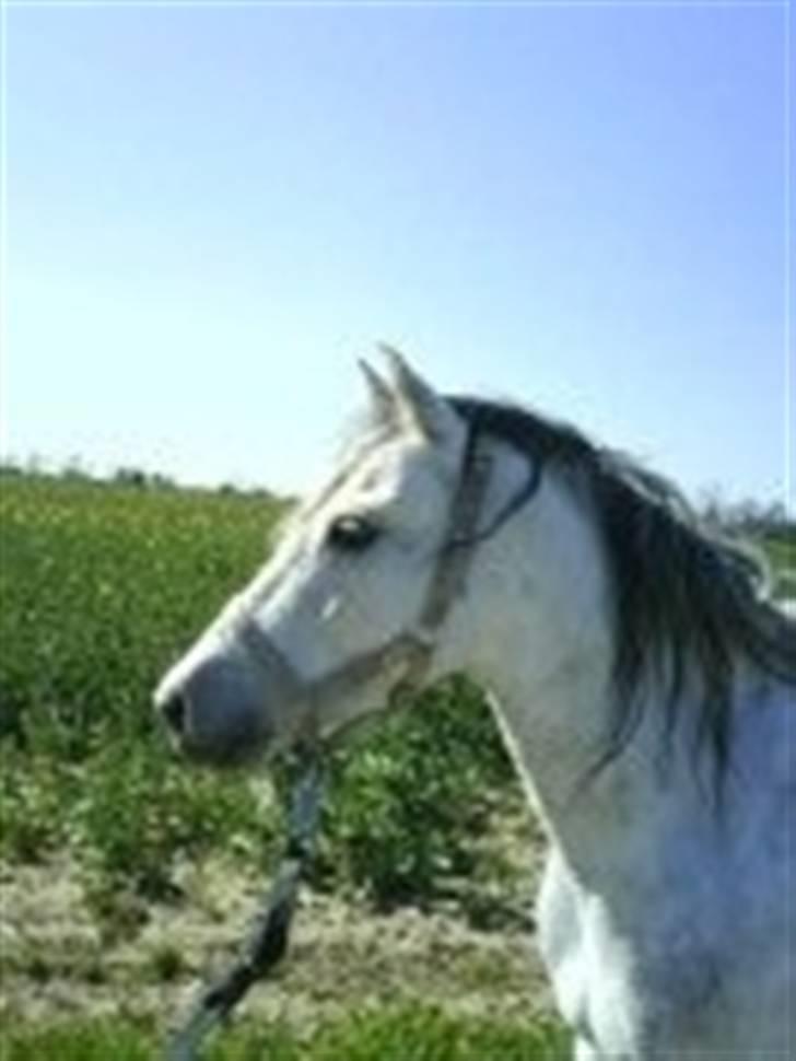 Welsh Pony (sec B) Lyngvejens Jack  - 2007, taget af Mie billede 15