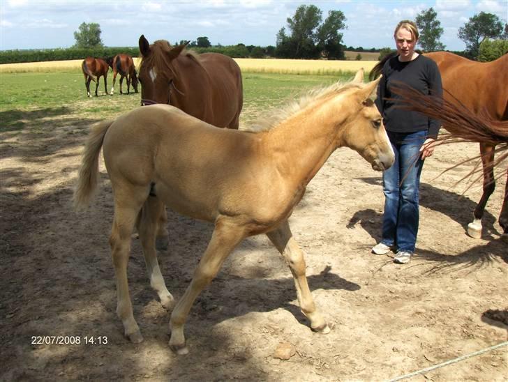 Anden særlig race Mainert Botoft billede 10