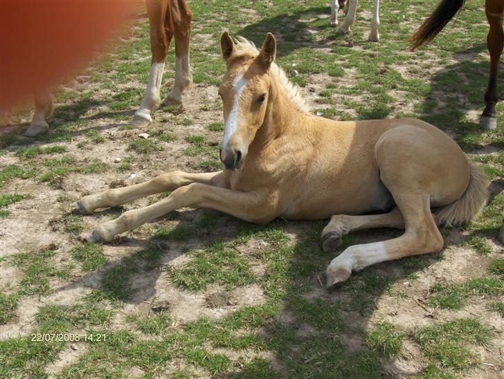 Anden særlig race Mainert Botoft - Hej. Jeg er vågen. billede 13