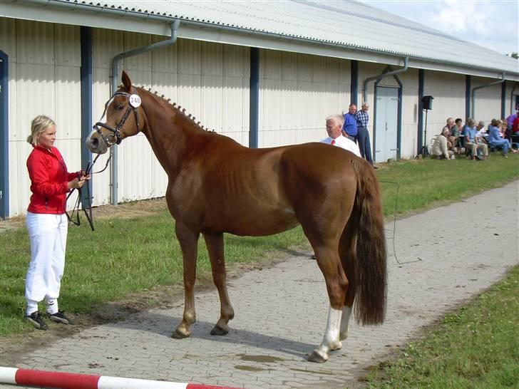 Dansk Varmblod Plusli-Mond (solgt) billede 12