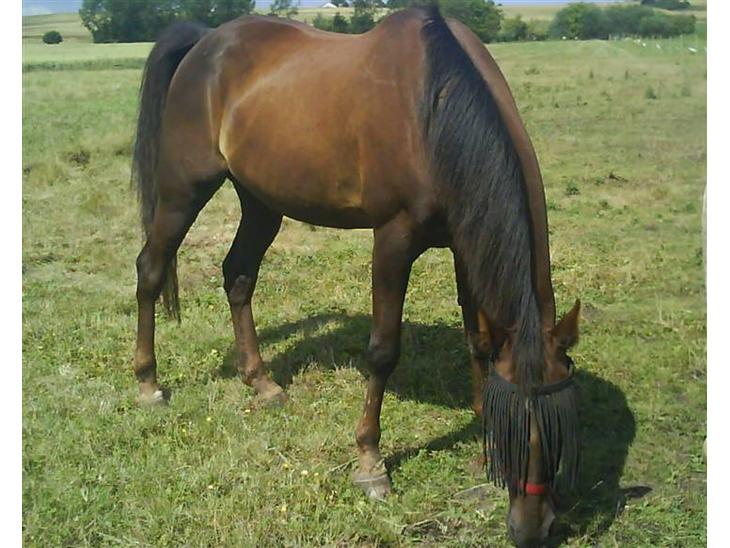 {{currentPhoto.altText}} billede {{currentPhoto.number}}