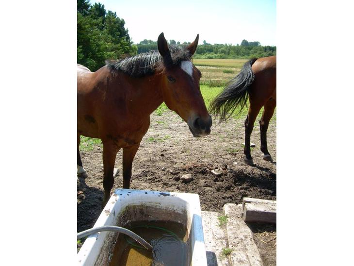 {{currentPhoto.altText}} billede {{currentPhoto.number}}